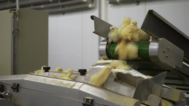 Chicken Farm. Agriculture.