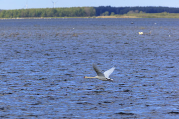 Mute Swan flying