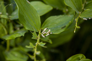 many caterpillars eat green leaves