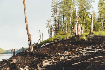 Riverside forest in early summer