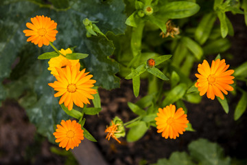 Flowers On Russian fields