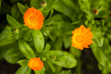 Flowers On Russian fields