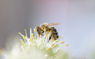 One bee sits on a flower of onions and collects pollen.