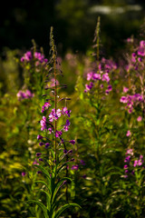 Flowers On Russian fields