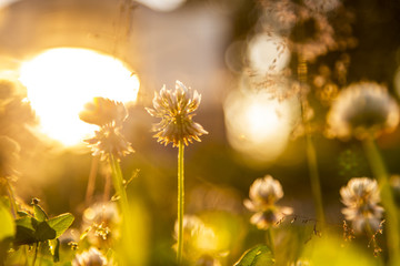 clover flowers at sunset