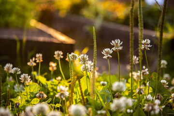 clover flowers at sunset