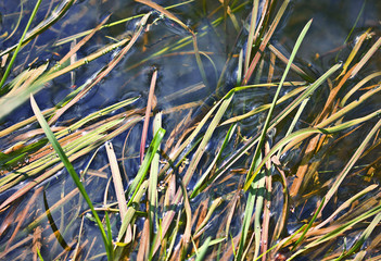 Obraz premium aquatic vegetation