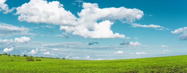 Field with green grass and blue sky