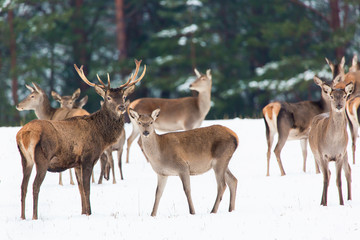 Naklejka na ściany i meble Winter wildlife landscape with noble deers Cervus Elaphus. Many deers in winter. Natural habitat.