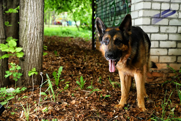 German shepherd dog near the brick wall