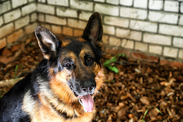 German shepherd dog near the brick wall