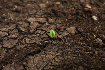 Green plantain seedling illustrating the concept of new life