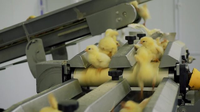 Chicken Farm. Agriculture.