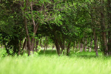 Green park with trees and wild grass