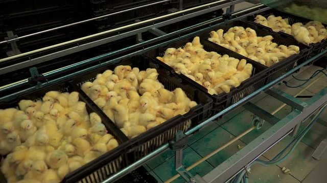 Chicken Farm. Agriculture.