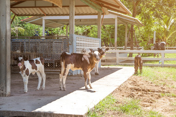 Cow and calf in the farm on nature background