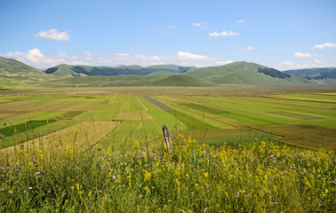 Umbria, Italy, summer 2018, cultivated fields of Pian Grande karst plan, near Castelluccio di Norcia, with Sibillini mountains. A stake with barbed wire in the foreground
