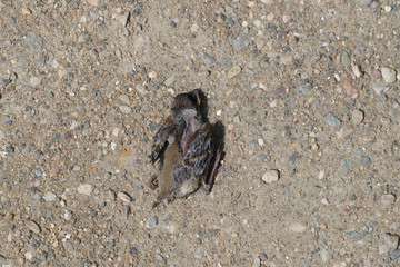 dead sparrow