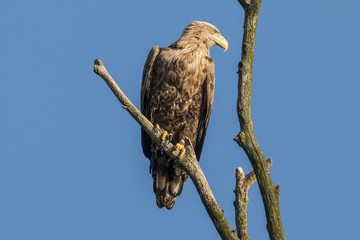 White Tail Eagle, Haliaeetus albicilla