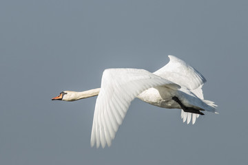 Swan, Cygnini