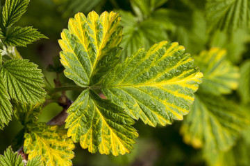 raspberry foliage
