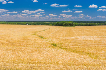 Fototapeta premium Classic summer landscape with ripe wheat field and blue, cloudy sky in central Ukraine