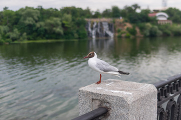 The black-headed gull standing on a parapet on a Dnipro river embankment in center of the same name city, UKraine