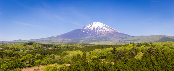 Fresh green forest and beautiful view Mt.Fuji with snow, blue sky in summer at Yamanashi, Japan....