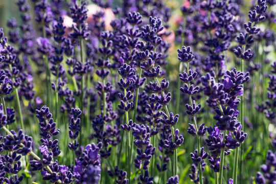 lavendel