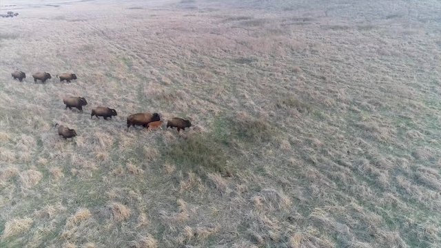 Bison herd in natural habitat.
