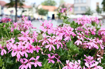 Fototapeta premium Pink pelargonium flowering in town. Bokeh background. 