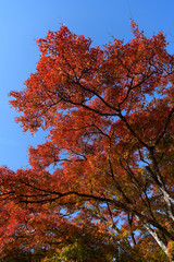 大芦渓谷の紅葉