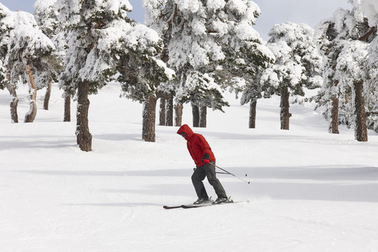 Skiing on a beautiful snow forest landscape. Winter sport