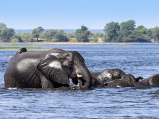 Fototapeta na wymiar Elephant African elephant, Loxodonta africana, in the Kwango River, Chobe National Park, Botswana