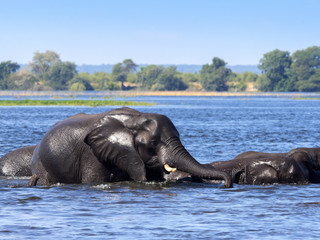 Elephant African elephant, Loxodonta africana, in the Kwango River, Chobe National Park, Botswana