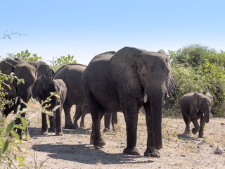 Obraz premium African elephant female, Loxodonta africana, with young in the Chobe National Park, Botswana