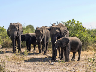 African elephant female, Loxodonta africana, with young in the Chobe National Park, Botswana