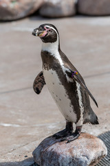 The Galápagos penguin (Spheniscus mendiculus) is a penguin endemic to the Galápagos Islands. It is the only penguin that lives north of the equator in the wild.
