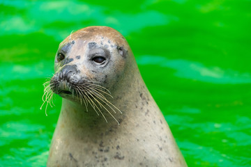 The earless seals or true seals are marine mammals of the family Phocidae, one of the three pinniped families.