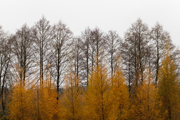 Obraz na płótnie Canvas several rows of trees
