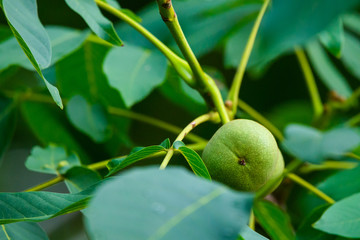 Walnuts on a tree