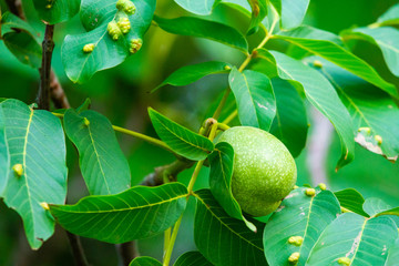 Walnuts on a tree. Disease pest on walnut leaves. Eriophyes tristriatus Nal or Nutty gall mite.