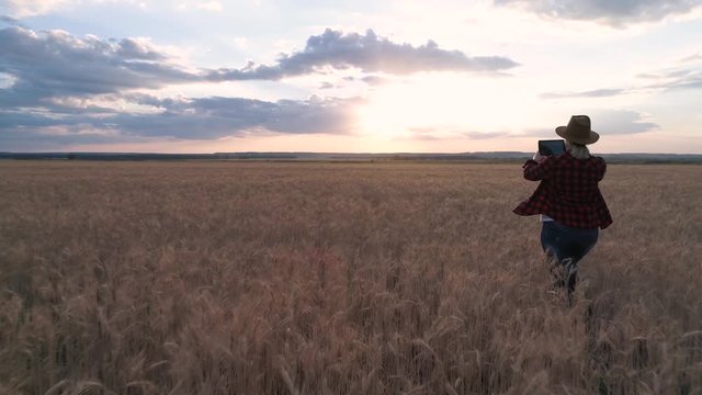A woman farmer is on the field and monitors the wheat crop. Rear view. slow motion video