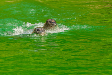Obraz premium The earless seals or true seals are marine mammals of the family Phocidae, one of the three pinniped families.