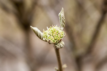 tree branch