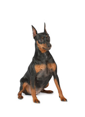 Miniature Pinscher sitting on a white background