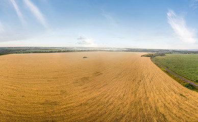 Fototapeta na wymiar Wheat field in panoramic format