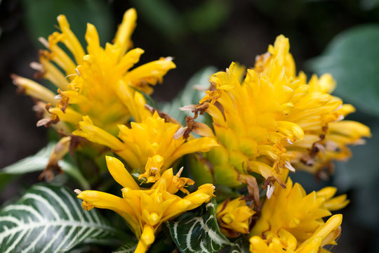 Flowers Aphelandra yellow
