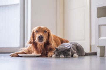 Golden Retriever lying and the British short hair cat