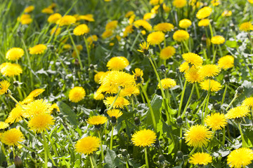 Fototapeta premium blooming yellow dandelions